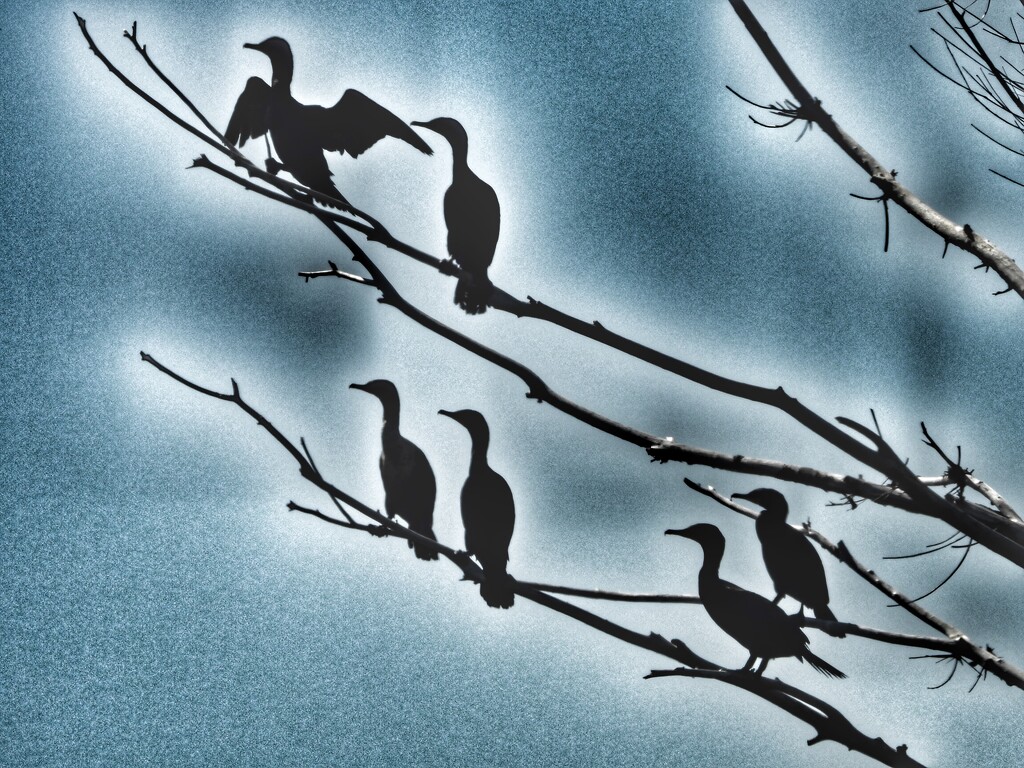cormorants edited by amyk