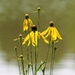 Grey Headed Coneflowers by lsquared