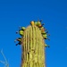 Saguaros don't normally bloom like this by blueberry1222