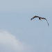 The Eagle in Flight by jyokota