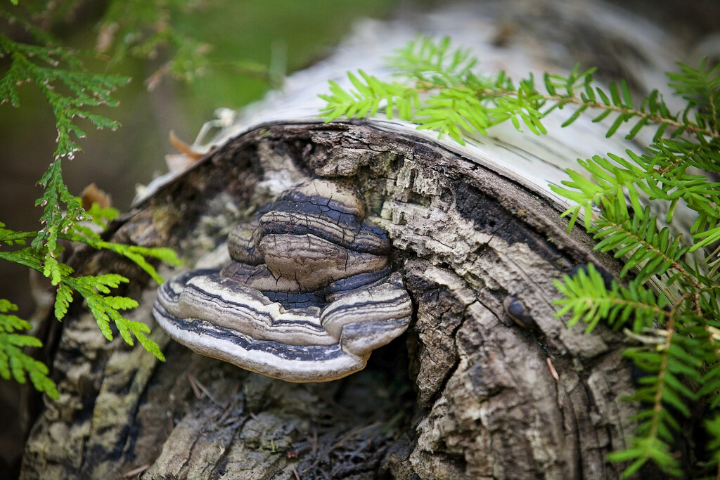 Tree fungus by kiwichick