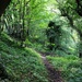 Forest Path by allsop