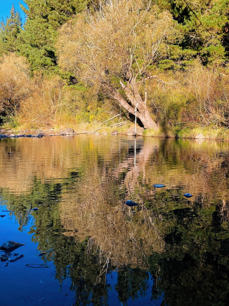Tree reflections by kiwinanna