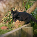 Prancing Panther by helenw2