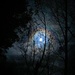 Trees in the moonlight by kiwinanna