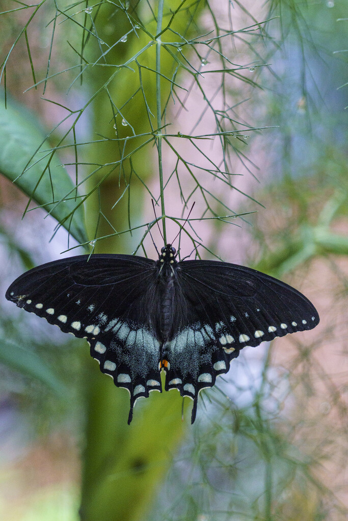 Spicebush Swallowtail by k9photo