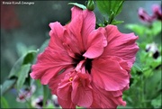 4th Jul 2021 - Hibiscus flower