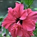 Hibiscus flower by rosiekind