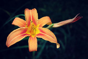 4th Jul 2021 - Lily Day