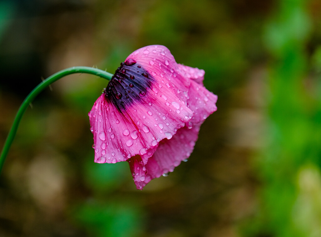 Wet Poppy by 365nick