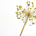 Allium Skeleton by phil_sandford