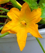 4th Jul 2021 - Courgette Flower