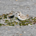 Snowy plover & baby! by photographycrazy
