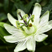 Passion Flower Alba. by tonygig