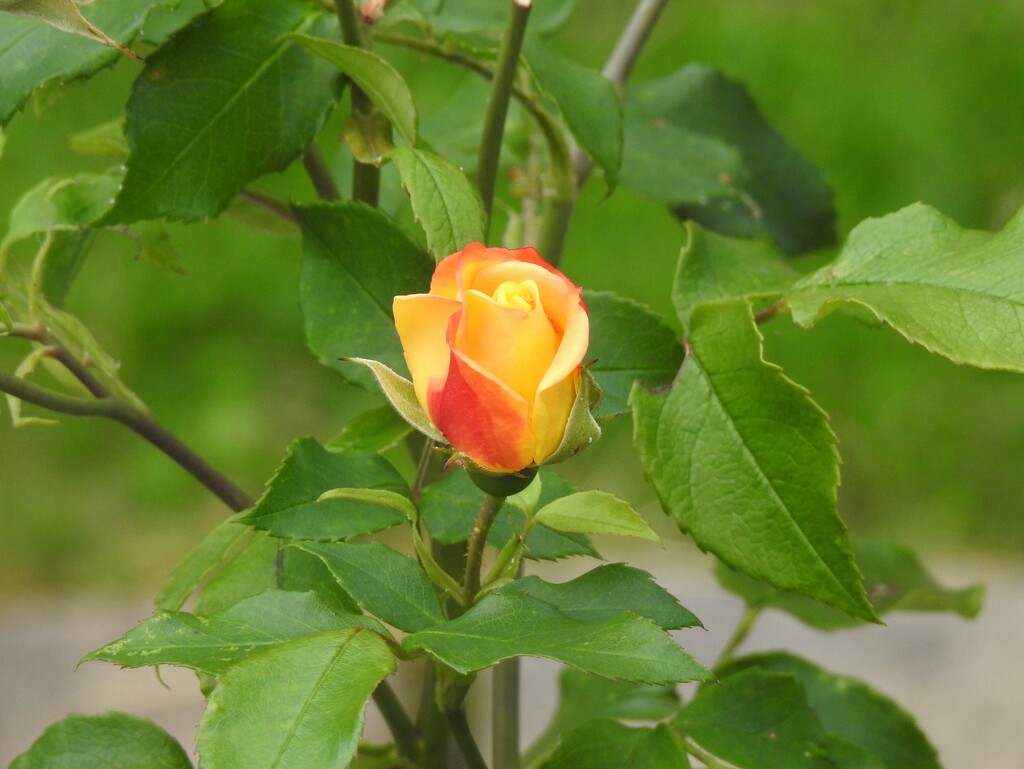 A Very Tiny Rosebud by susiemc