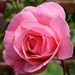 Queen Elizabeth Rose by fishers