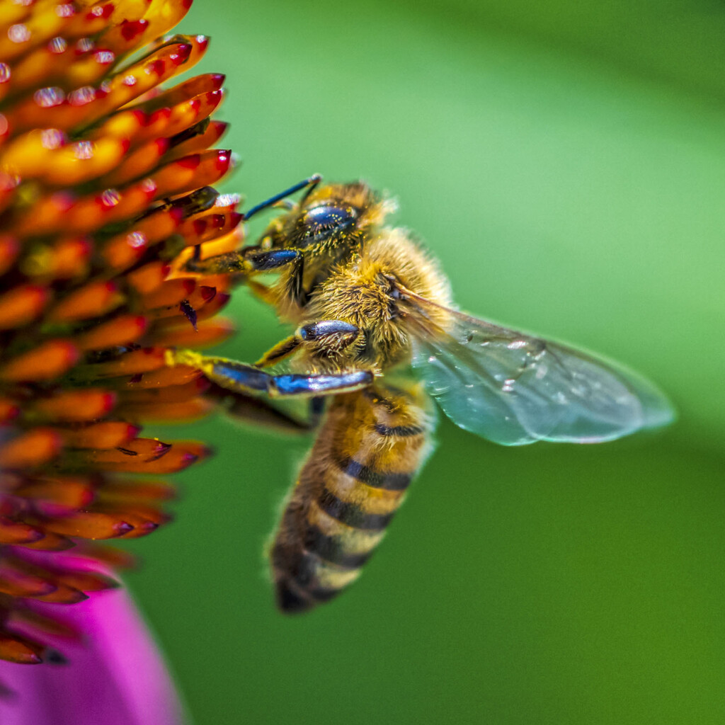 Bee by kvphoto