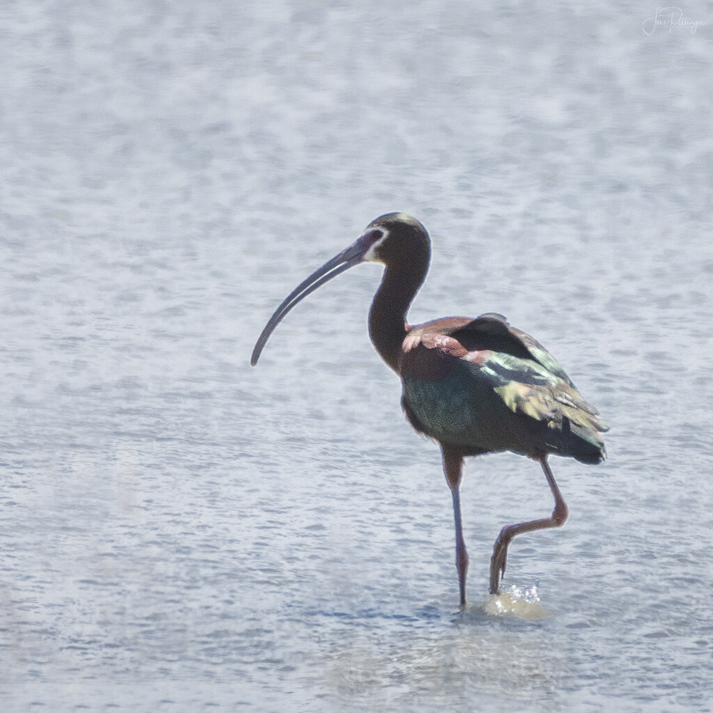 White Faced Ibis Stepping Out  by jgpittenger