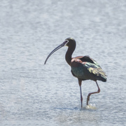 14th May 2021 - White Faced Ibis Stepping Out 