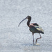 White Faced Ibis Stepping Out  by jgpittenger