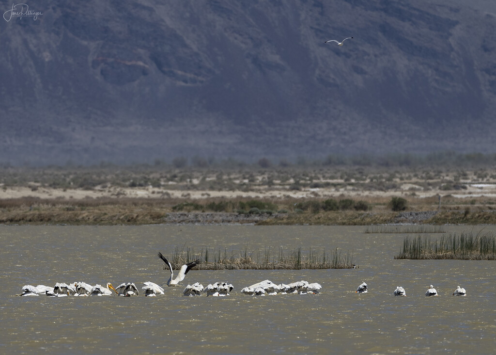 White Pelicans Butts In the Air  by jgpittenger