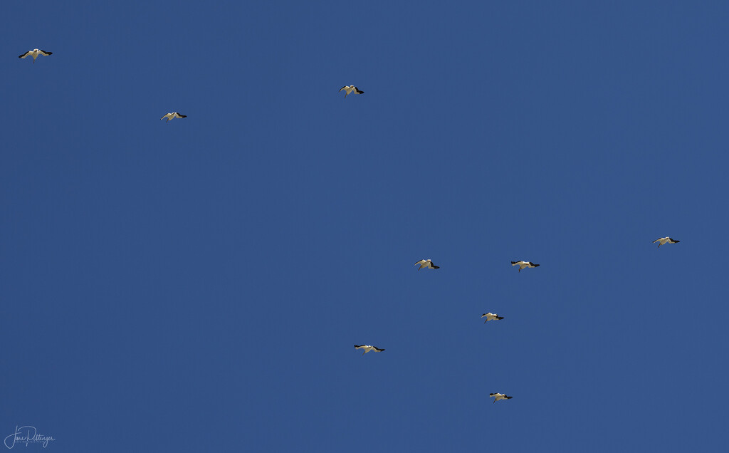 White Pelicans Flying Away by jgpittenger
