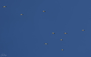 4th Jul 2021 - White Pelicans Flying Away