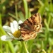  Burnett Companion Moth by oldjosh