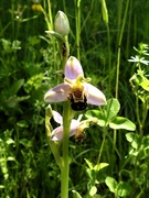 23rd Jun 2021 - Bee Orchid