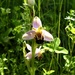 Bee Orchid by oldjosh