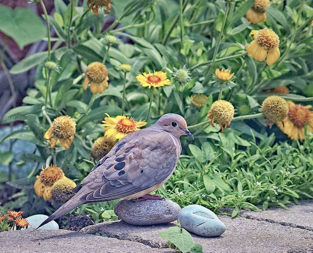 Mourning Dove and Stones by gardencat