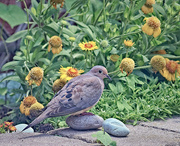 4th Jul 2021 - Mourning Dove and Stones