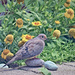 Mourning Dove and Stones by gardencat