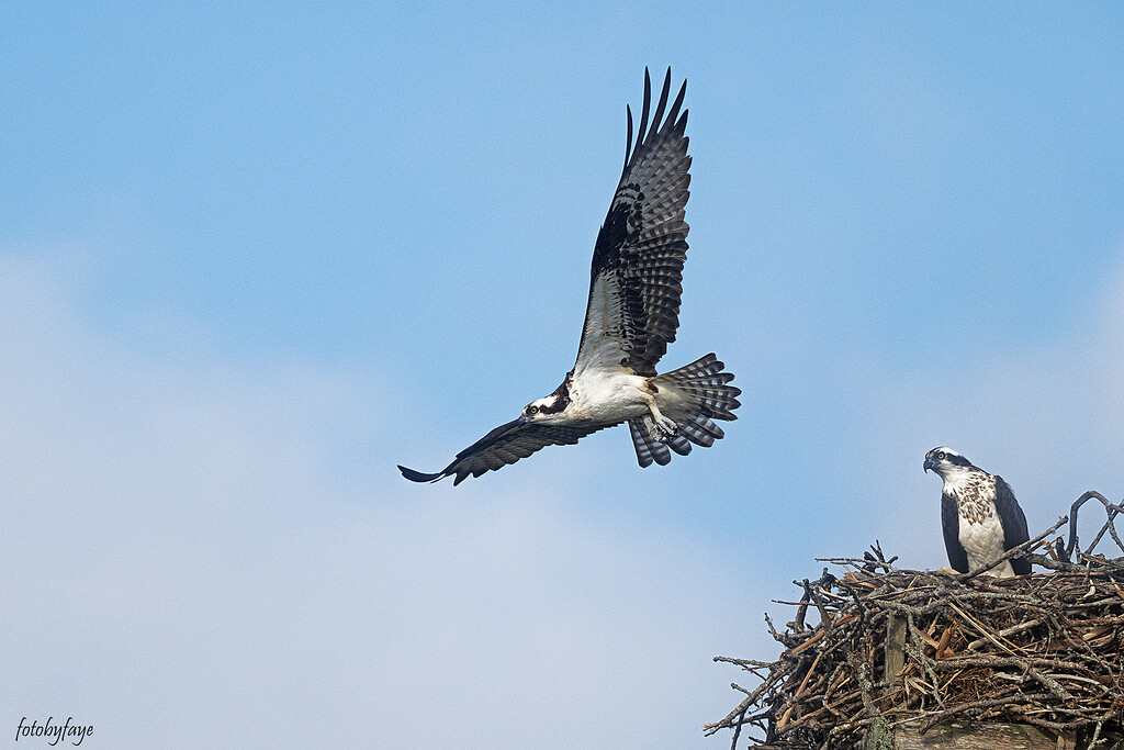 The Osprey Nest by fayefaye
