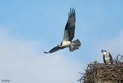 4th Jul 2021 - The Osprey Nest