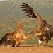 The Tawny eagle and the vulture by mv_wolfie