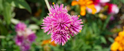 4th Jul 2021 - Globe amaranth cluster