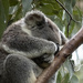 wet weekend - no worries mate by koalagardens