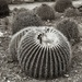 barrel cactus by blueberry1222