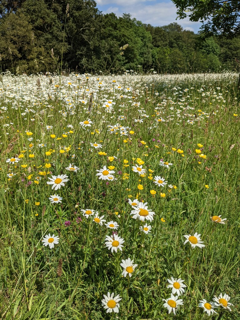 Daisy meadow by yorkshirelady