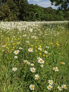 3rd Jul 2021 - Daisy meadow