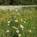 Daisy meadow by yorkshirelady
