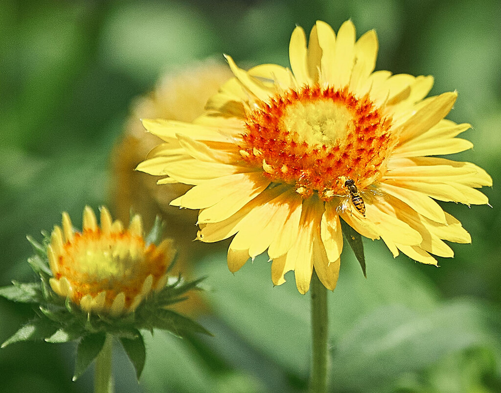 Flower Photobomber by gardencat