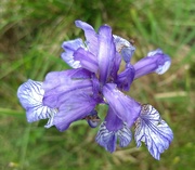 29th Jun 2021 - Iris sibirica.