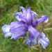 Iris sibirica. by kclaire