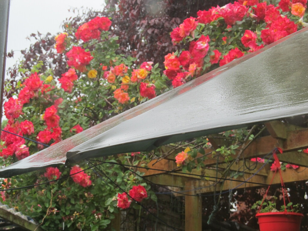Roses brightening a rainy day by speedwell