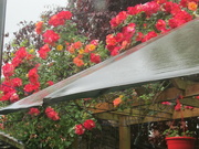 18th Jun 2021 - Roses brightening a rainy day