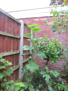 20th Jun 2021 - Reaching the top of the fence