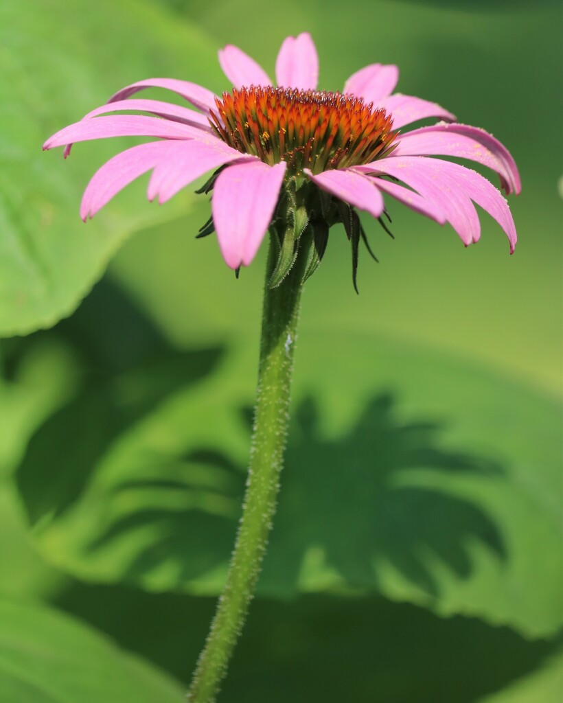 July 3: Cone Flower by daisymiller
