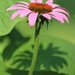 July 3: Cone Flower by daisymiller